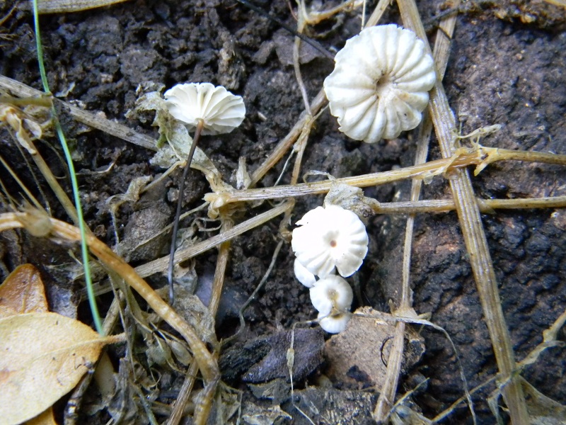 3) Fotogr.il 5.07.2013. sotto Quercia