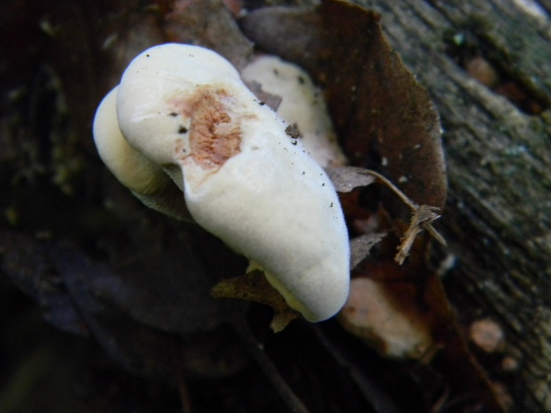 9) Fotogr. il 5.07.2013.sotto Quercia legnicolo