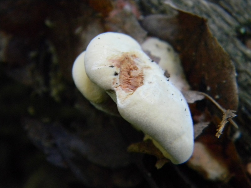 9) Fotogr. il 5.07.2013.sotto Quercia legnicolo