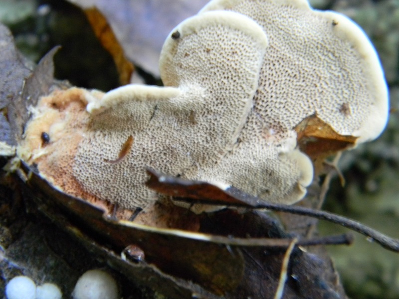 9) Fotogr. il 5.07.2013.sotto Quercia legnicolo