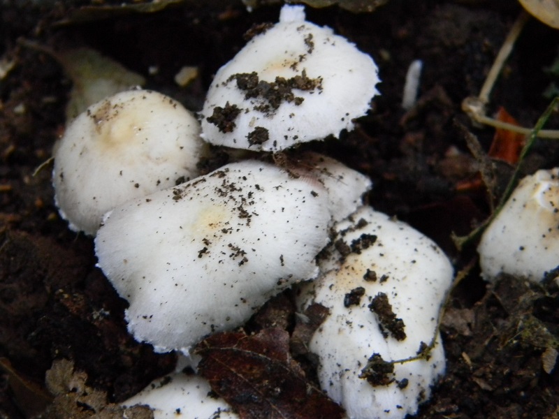 8) Fotogr. il 5.07.2013. sotto Quercia