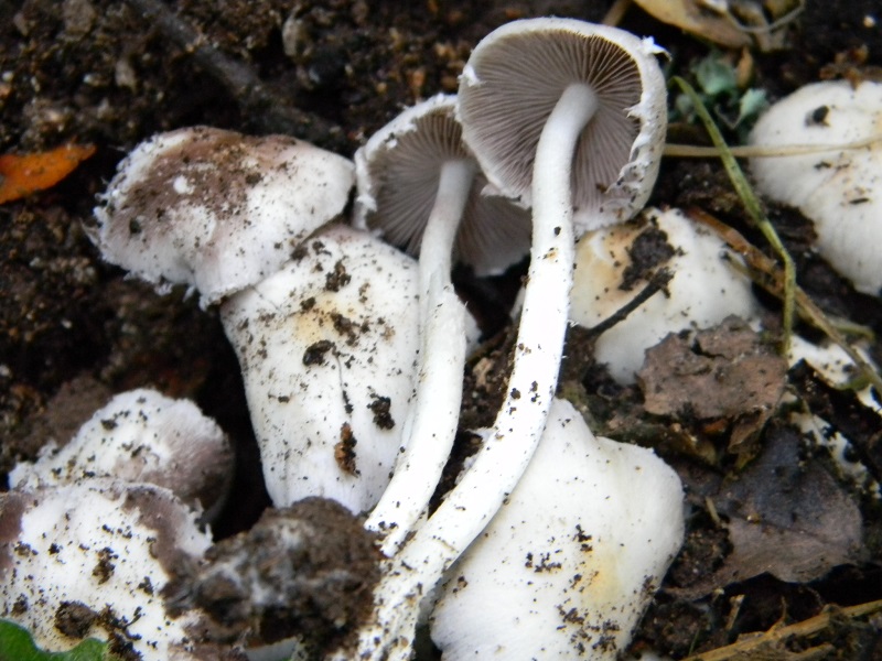 8) Fotogr. il 5.07.2013. sotto Quercia