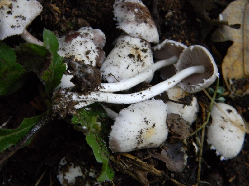 8) Fotogr. il 5.07.2013. sotto Quercia