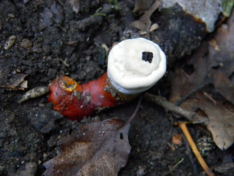 4) Fotogr. il 5.07.2013. sotto Quercia legnicolo