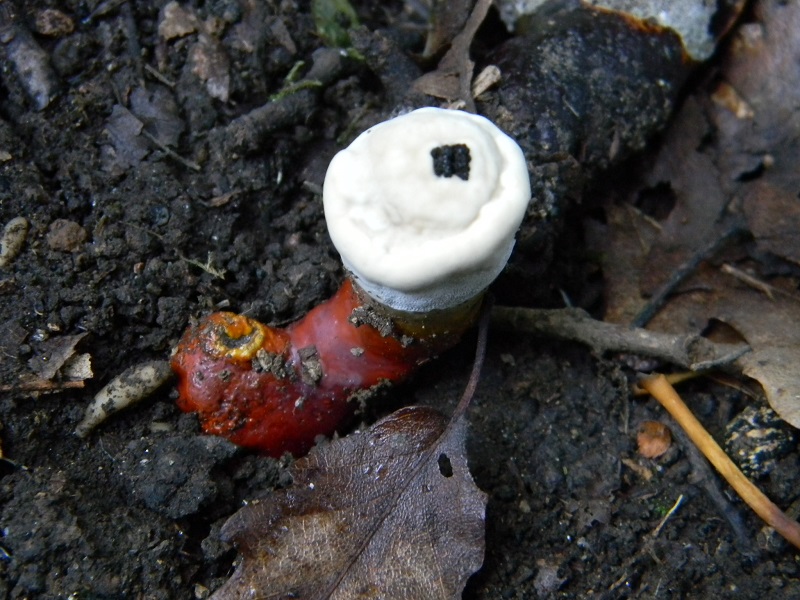 4) Fotogr. il 5.07.2013. sotto Quercia legnicolo