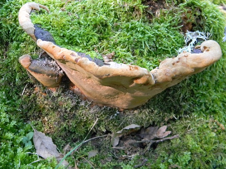 2) Fotogr. il 5.07.2013. sotto Quercia legnicolo