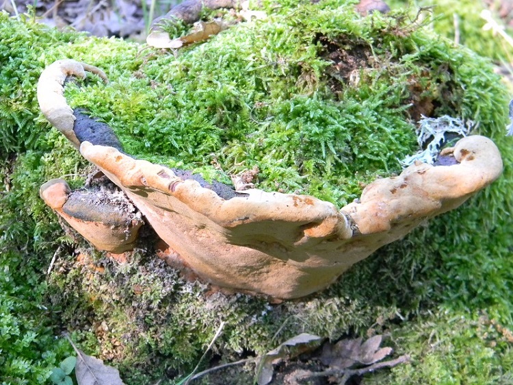 2) Fotogr. il 5.07.2013. sotto Quercia legnicolo