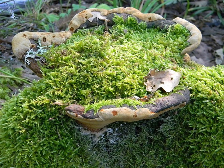 2) Fotogr. il 5.07.2013. sotto Quercia legnicolo