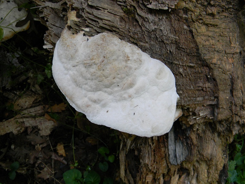 10) Fotogr. il 5.07.2013. sotto Quercia legnicolo.