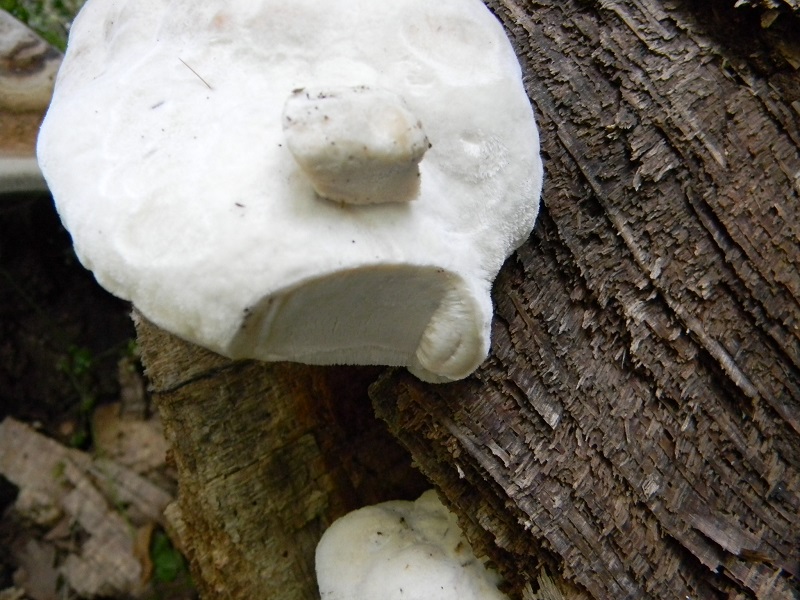 10) Fotogr. il 5.07.2013. sotto Quercia legnicolo.