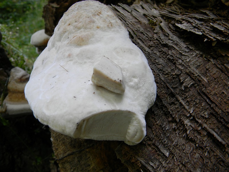 10) Fotogr. il 5.07.2013. sotto Quercia legnicolo.