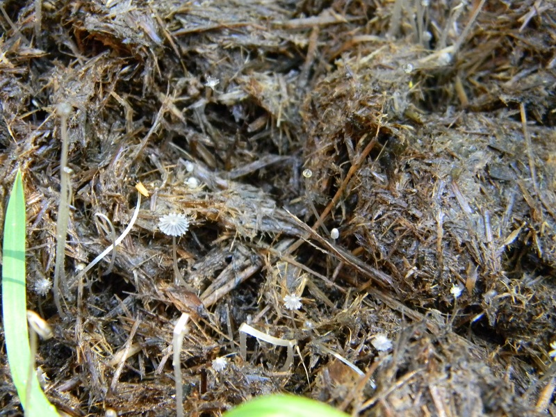 7) Fotogr. il 5.07.2013. sotto Quercia