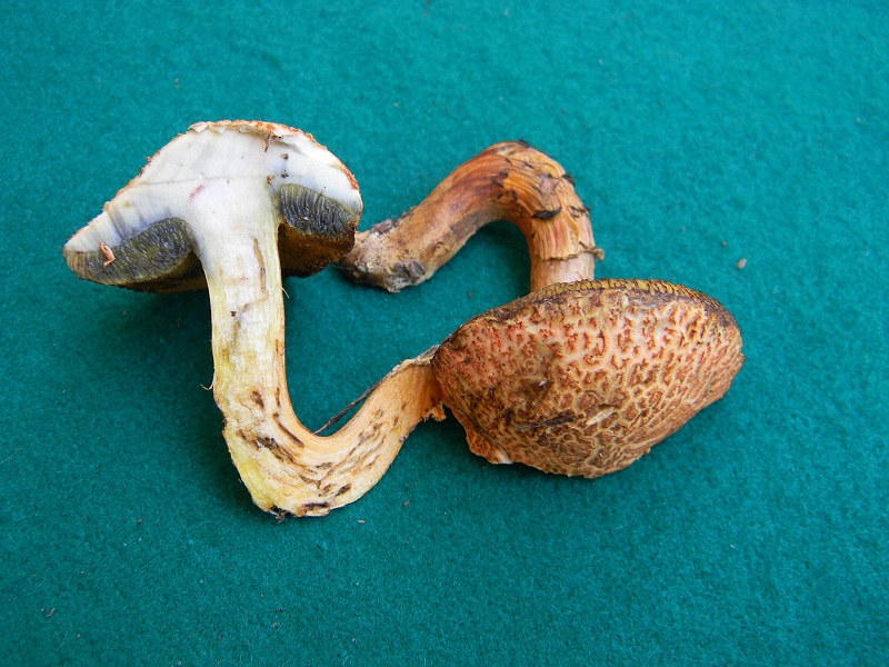 11) Fotogr. il 5.07.2013. sotto Quercia