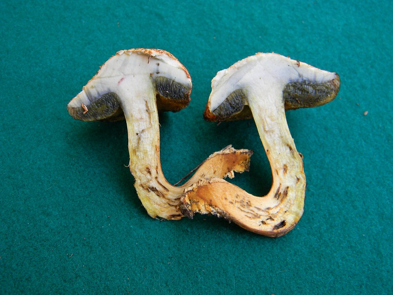 11) Fotogr. il 5.07.2013. sotto Quercia