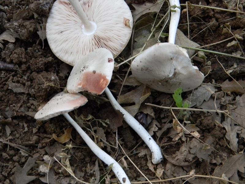 1) Fotogr. il 6.07.2013.sotto Quercia