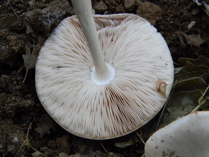 1) Fotogr. il 6.07.2013.sotto Quercia