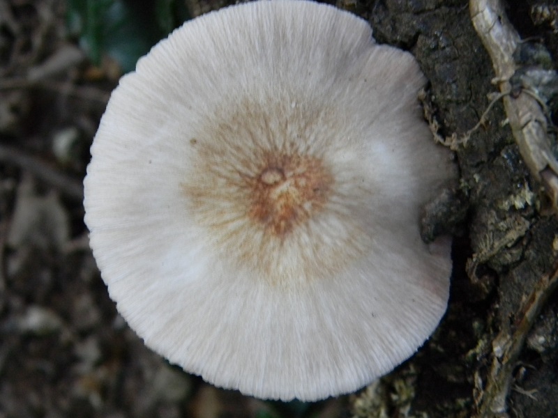 2) Fotogr.il 6.07.2013. sotto Quercia legnicolo