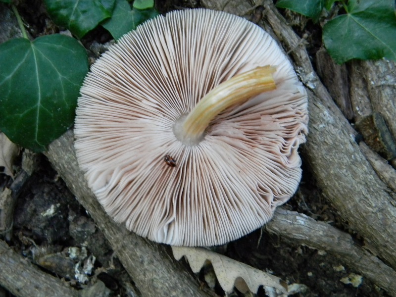 2) Fotogr.il 6.07.2013. sotto Quercia legnicolo