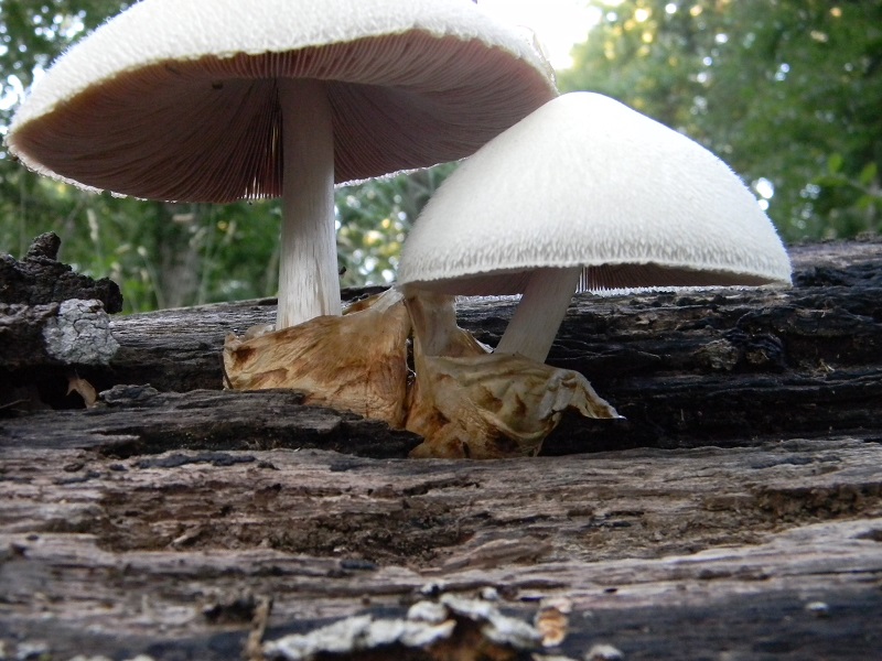 8) Fotogr. il 6.07.2013. sotto Quercia Legnicolo