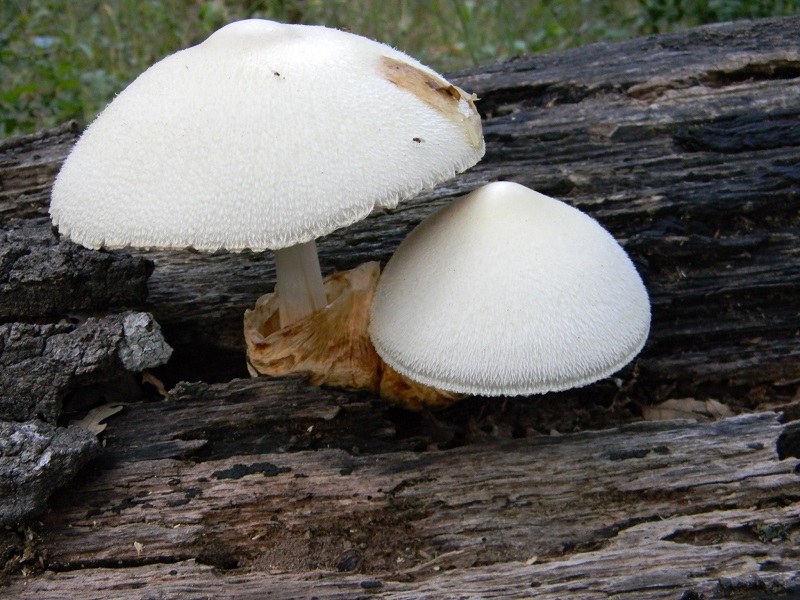 8) Fotogr. il 6.07.2013. sotto Quercia Legnicolo