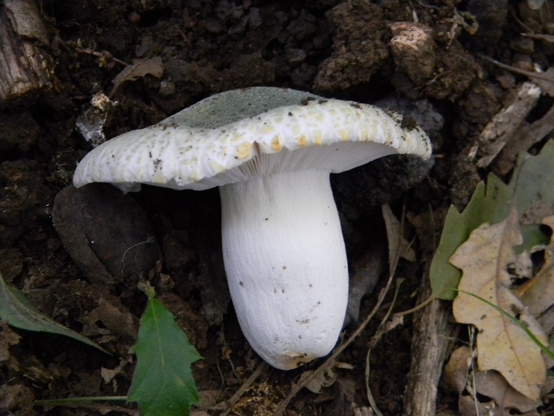 4) Fotogr. il 6.07.2013 sotto Quercia