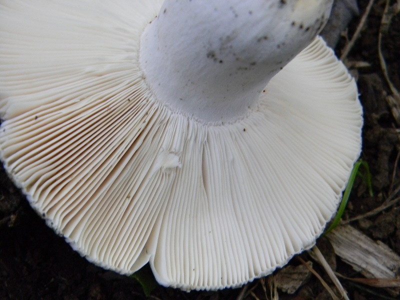 4) Fotogr. il 6.07.2013 sotto Quercia