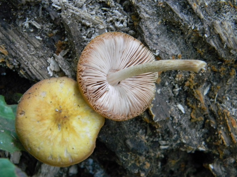 5) Fotogr. il 6.07.2013. sotto Quercia legnicolo
