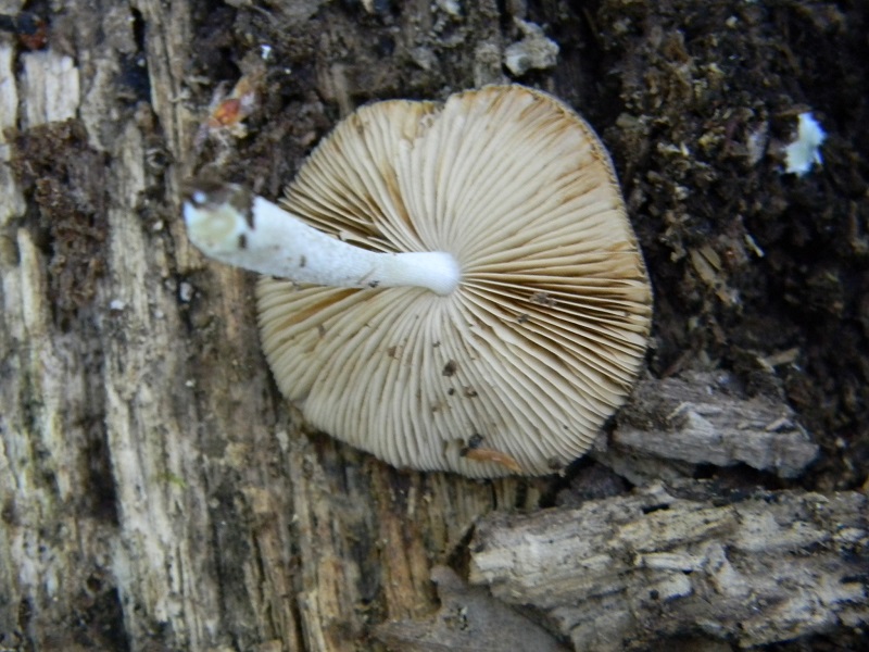 6) Fotogr.il 6.07.2013.sorro Quercia legnicolo