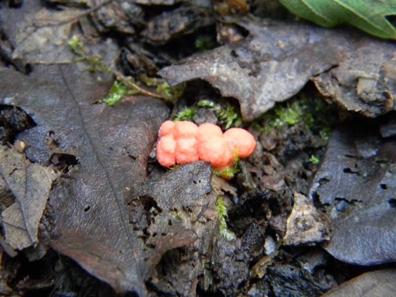 1)m Fotogr. il 9.07.2013. sotto Quercia legnicolo