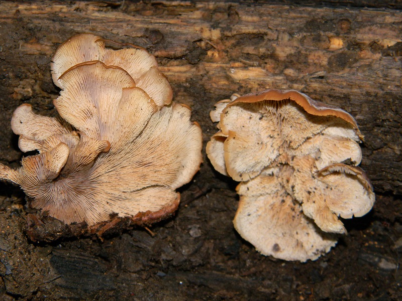 2) Fotogr. il 9.07.2013. sotto Quercia legnicolo