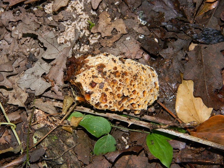 8) Fotogr. il 9.07.2013. sotto Quercia legnicolo