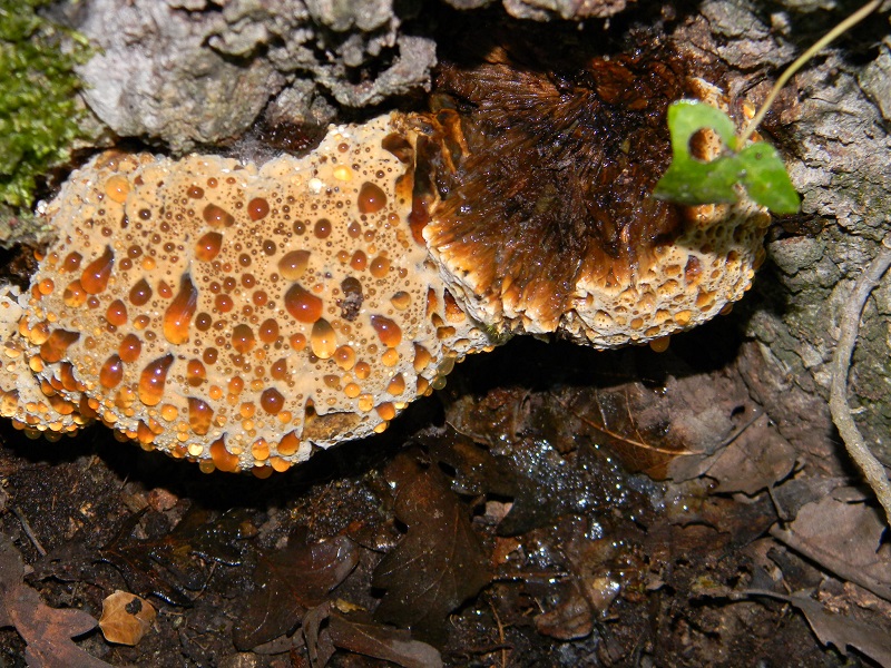 8) Fotogr. il 9.07.2013. sotto Quercia legnicolo
