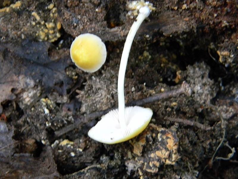 5) Fotogr. il 9.07.2013. sotto Quercia