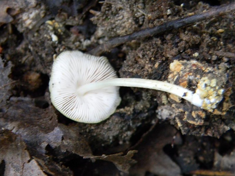 5) Fotogr. il 9.07.2013. sotto Quercia