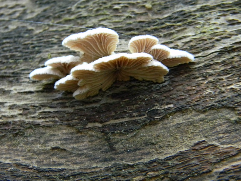 4) Fotogr. il 9.07.2013. sotto Quercia legnicolo