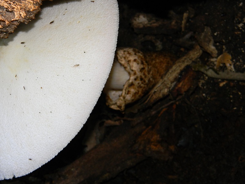 7) Fotogr. il 9.07.2013. sottto Quercia legnicola