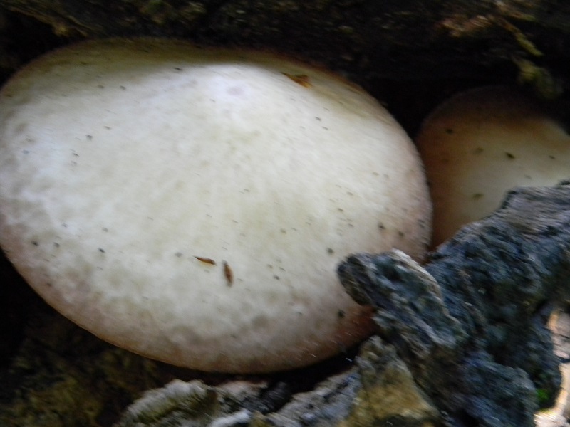 7) Fotogr. il 9.07.2013. sottto Quercia legnicola