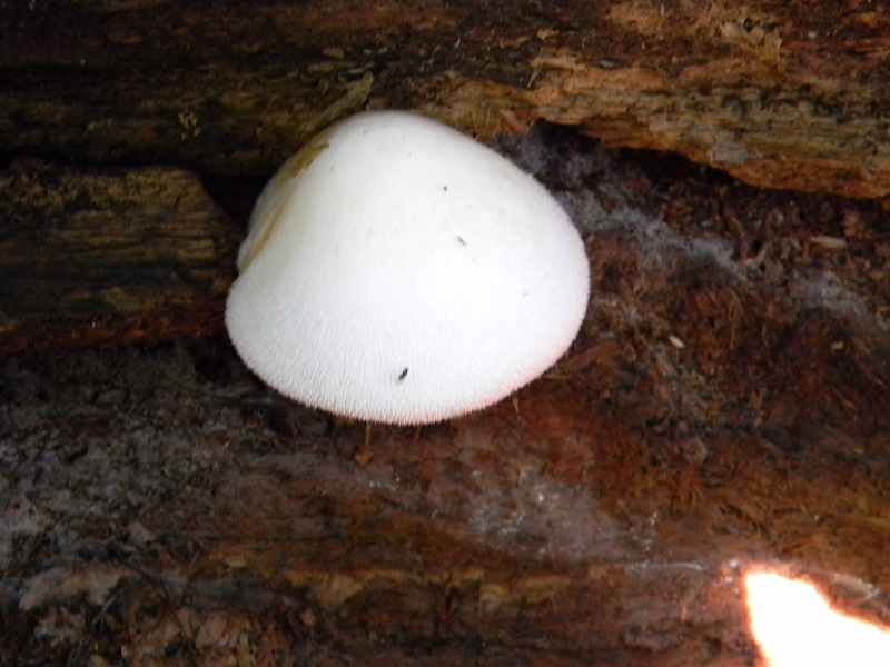 7) Fotogr. il 9.07.2013. sottto Quercia legnicola