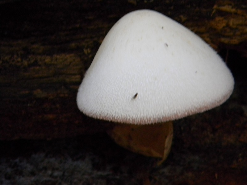 7) Fotogr. il 9.07.2013. sottto Quercia legnicola