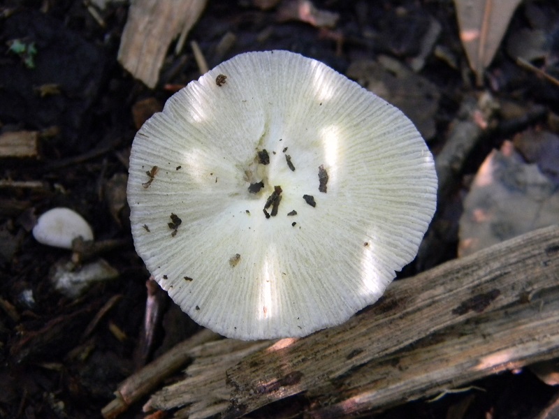6) Fotogr.il 9.07.2013. sotto Quercia
