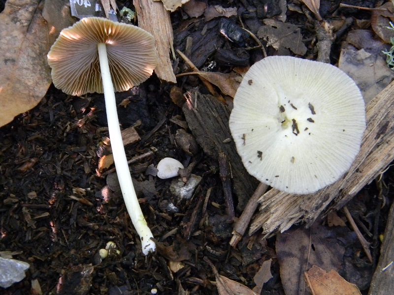 6) Fotogr.il 9.07.2013. sotto Quercia
