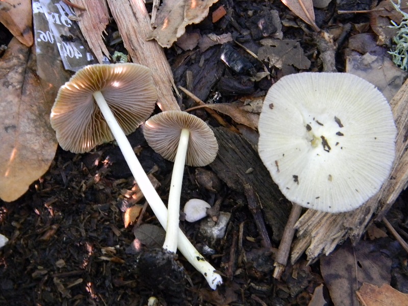 6) Fotogr.il 9.07.2013. sotto Quercia