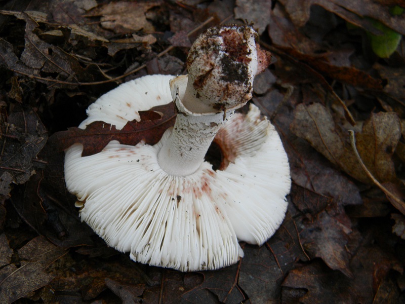 9) Fotogr. il 9.07.2013. sotto Cerro