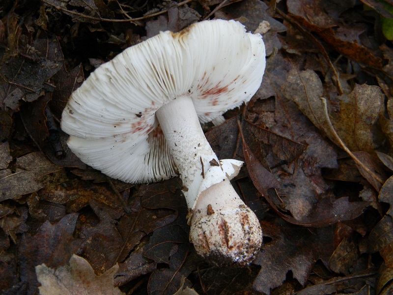 9) Fotogr. il 9.07.2013. sotto Cerro