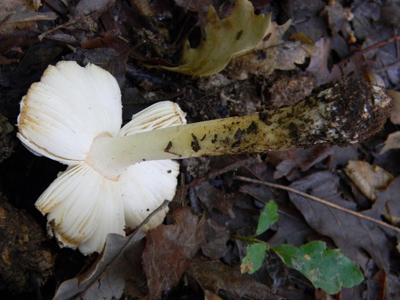 10) Fotogr. il 9.07.2013 sotto Cerro