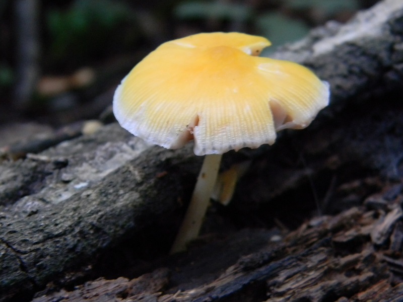 2) Fotogr. il 12.07.2013. sotto Quercia legnicolo