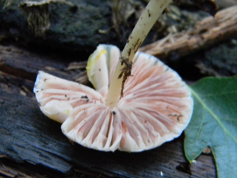 2) Fotogr. il 12.07.2013. sotto Quercia legnicolo