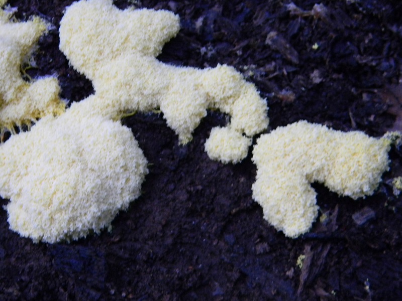 5) Fotogr. il 12.07.2013. sotto Quercia