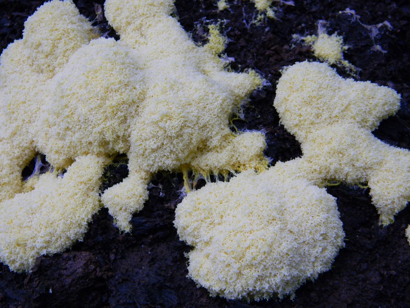 5) Fotogr. il 12.07.2013. sotto Quercia