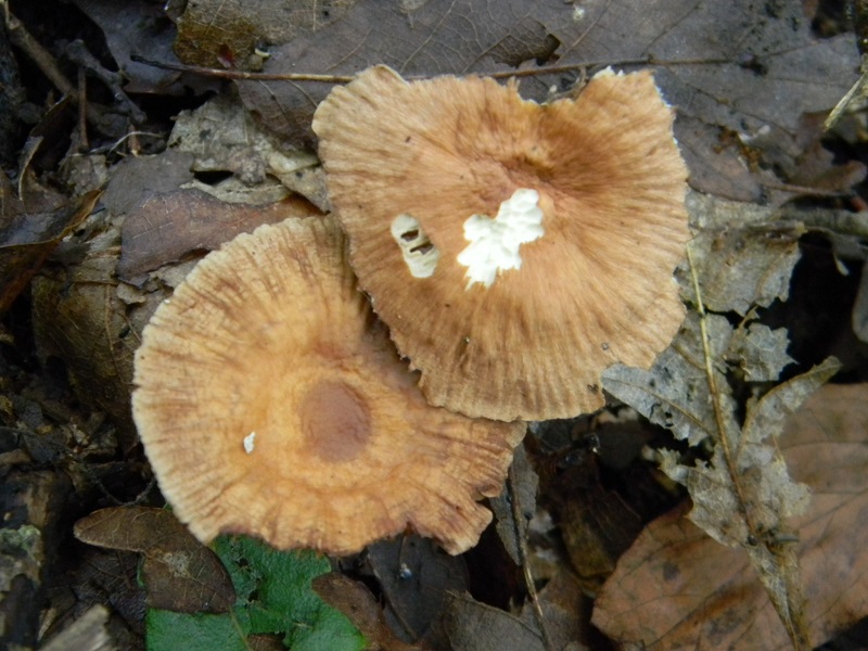 4) Fotogr. il 12.07.2013. sotto Quercia legnicolo.